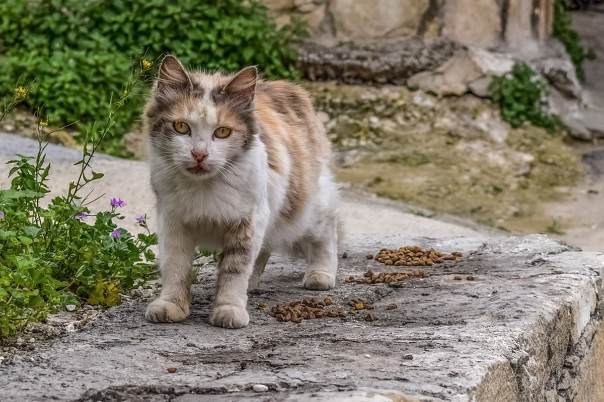 gatto randagio in giardino