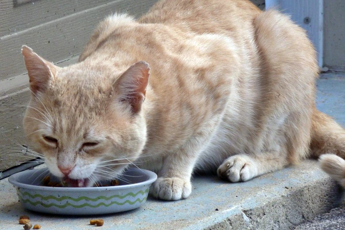 gatto molto magro che mangia crocchette