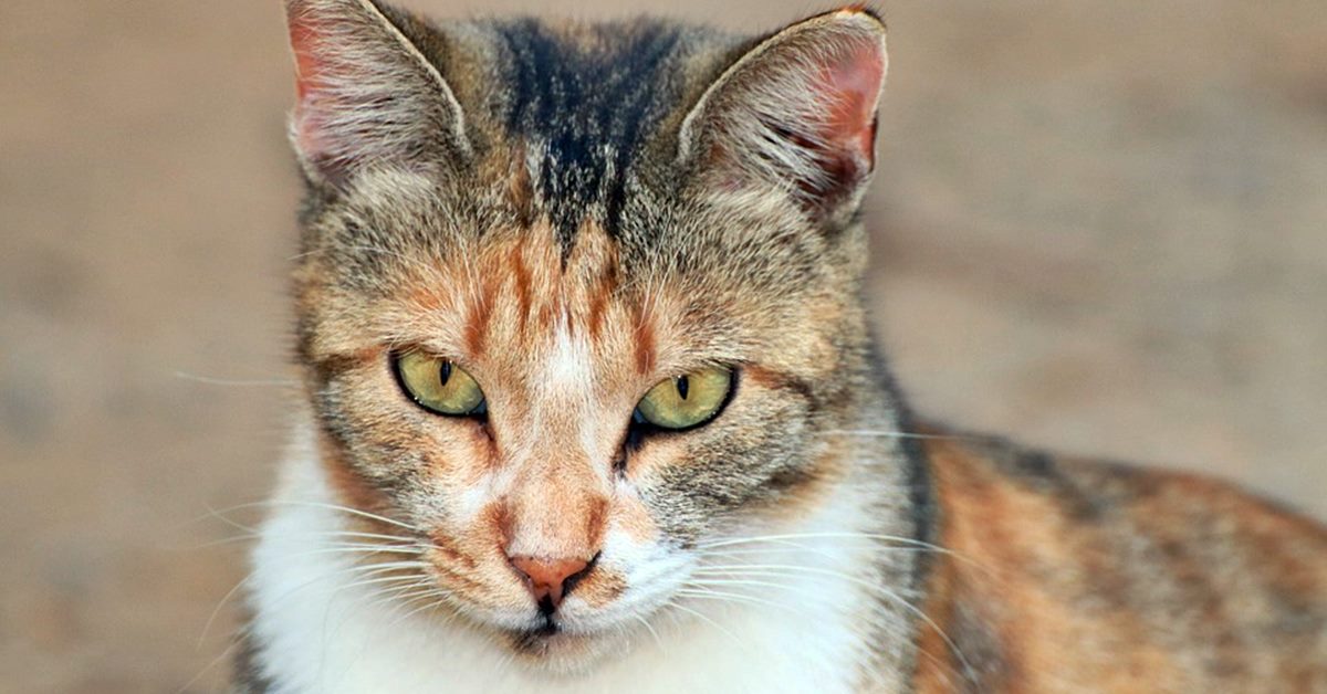 Come allontanare un gatto randagio dal gatto di casa