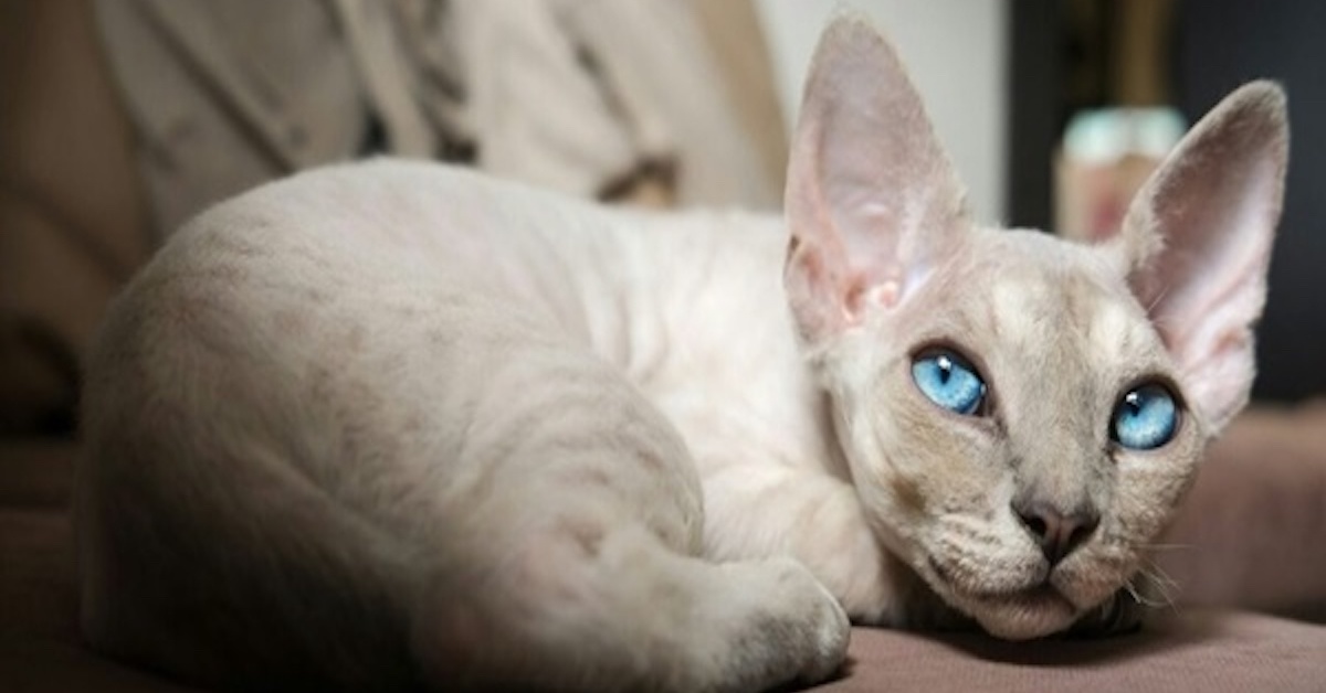 10 razze di gatti che vanno d’accordo con il Devon Rex