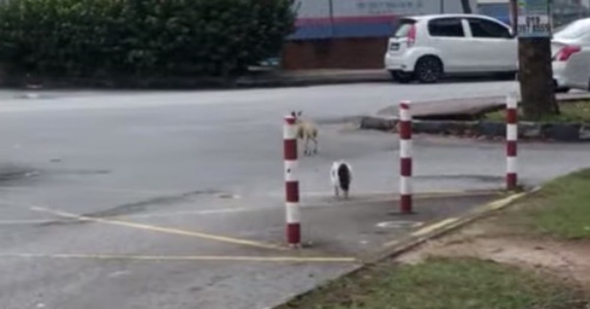 Uno spavaldo gattino fa scappare un cucciolo di cane (VIDEO)