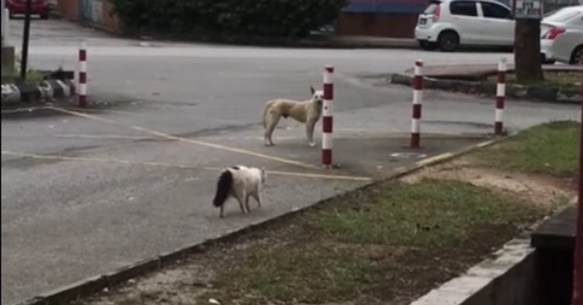 cane terrorizzato da gatto