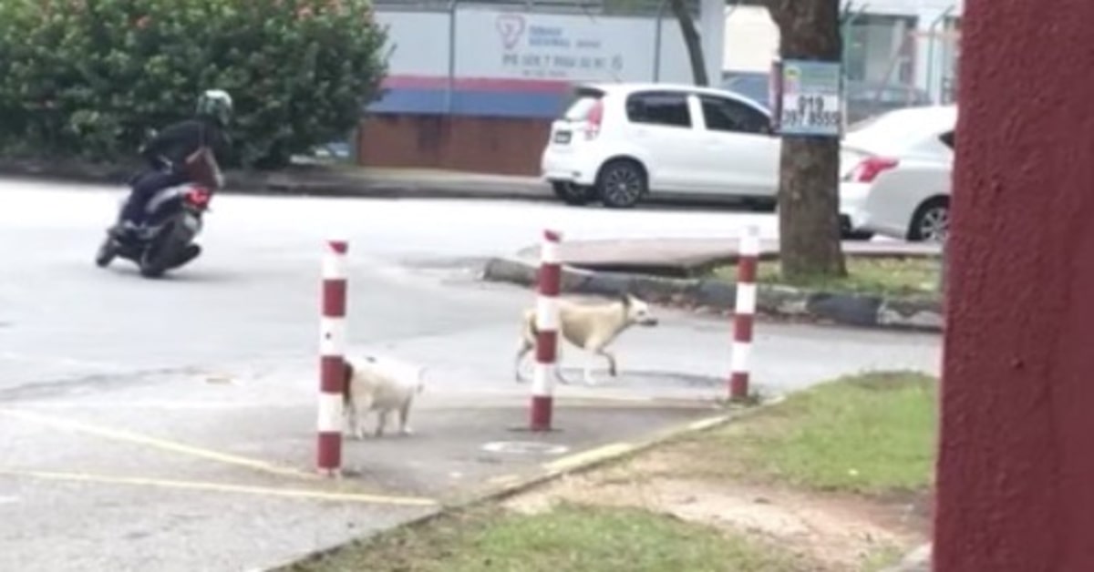 cane scappa da gatto che lo insegue