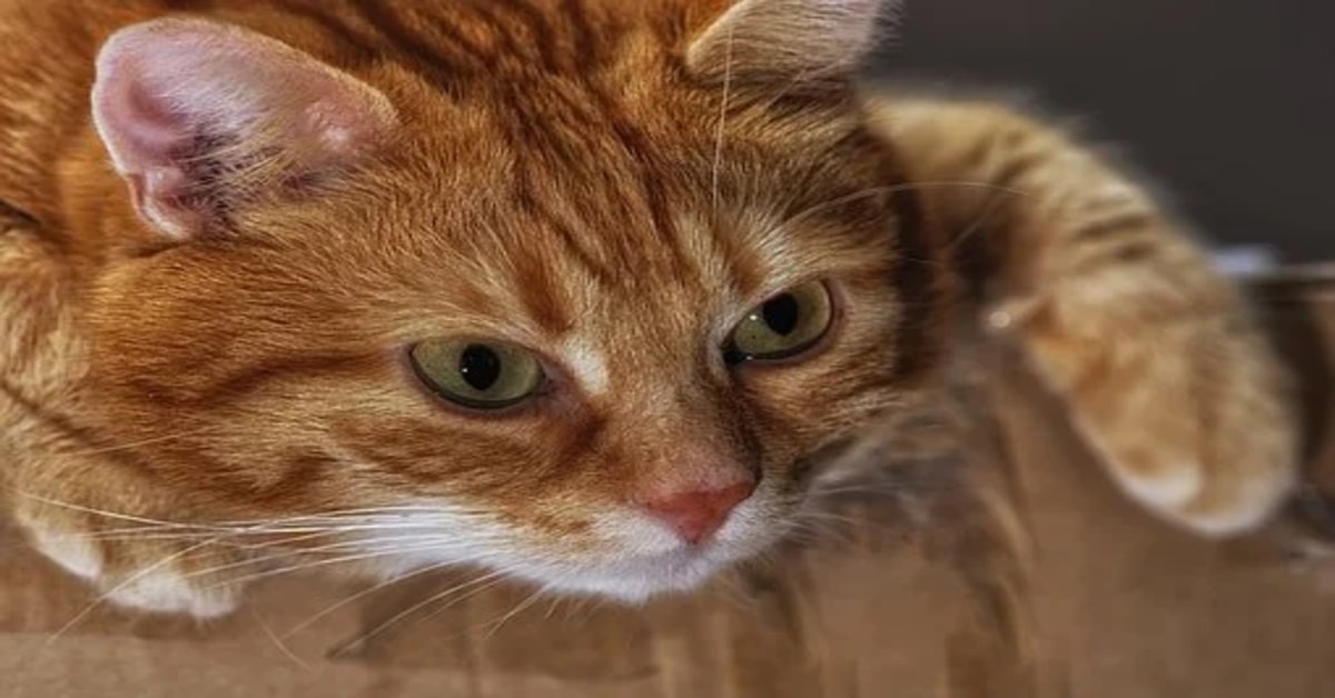 Il gattino gioca con le tende ma ha un piccolo incidente (VIDEO)