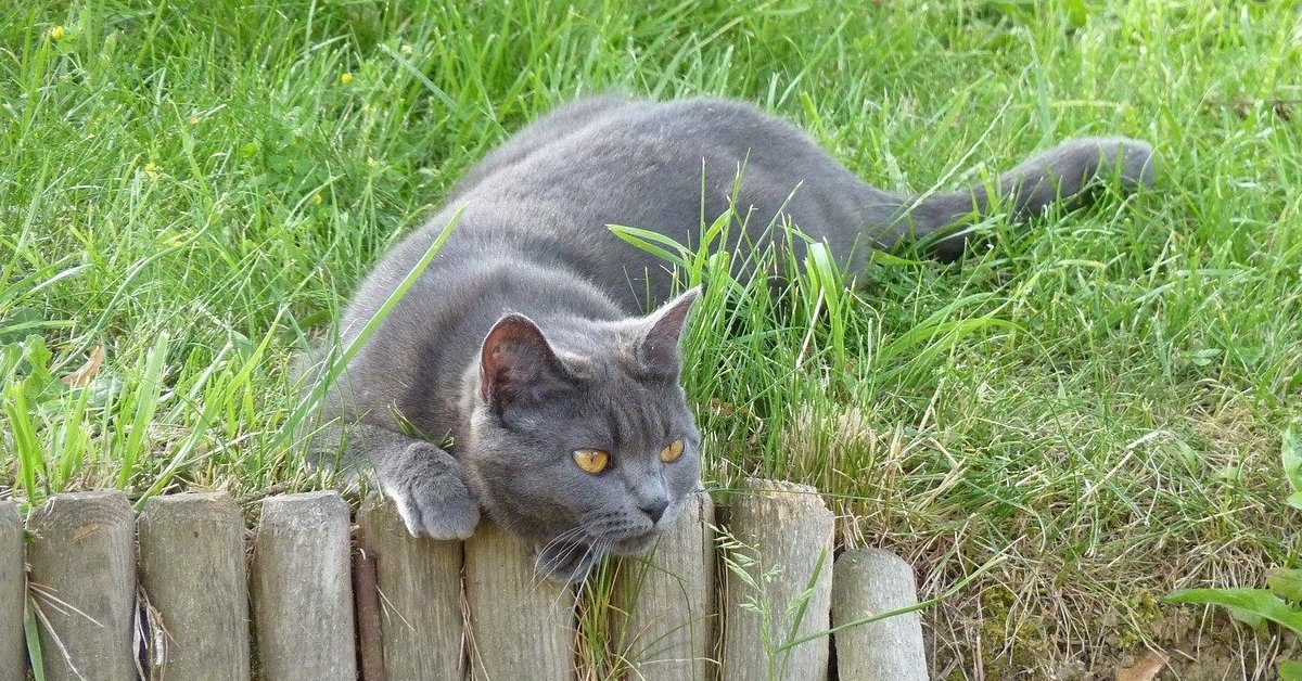 Il Certosino è un gatto affettuoso o è indifferente?