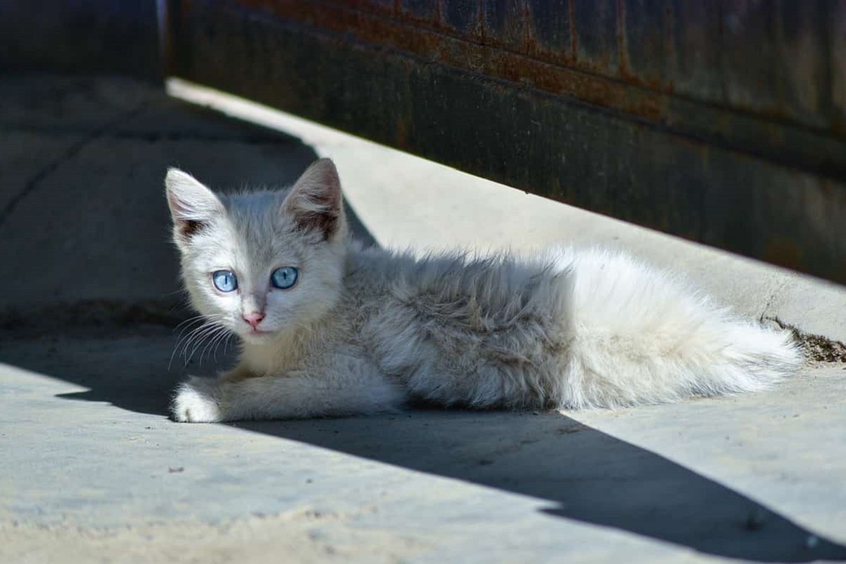 gattino bianco randagio