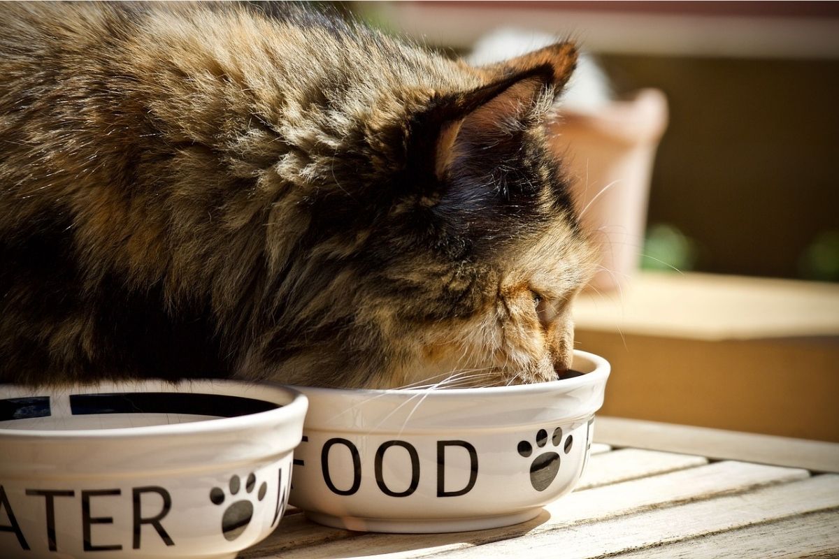 gatto mangia da una ciotola di cibo