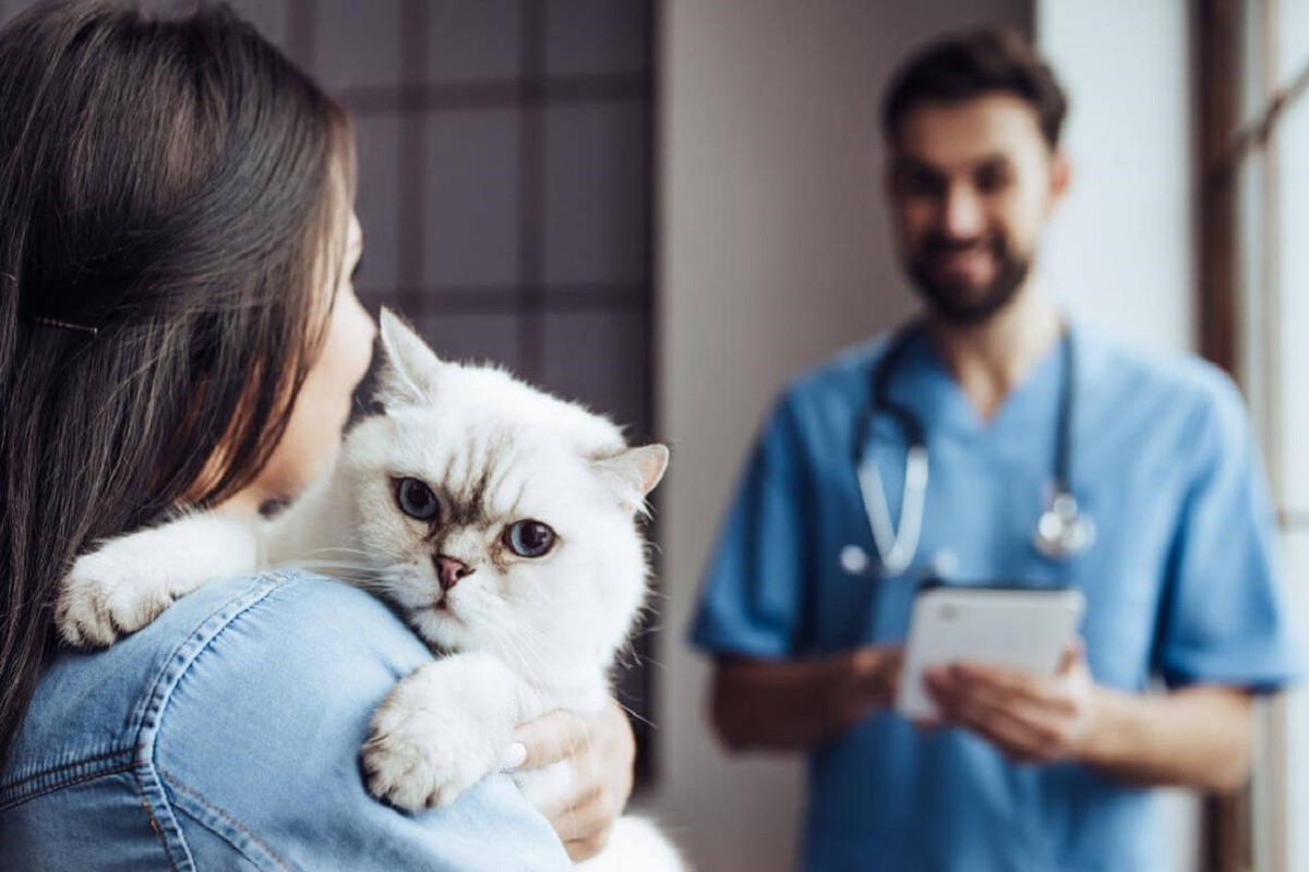 gatto bianco dal veterinario