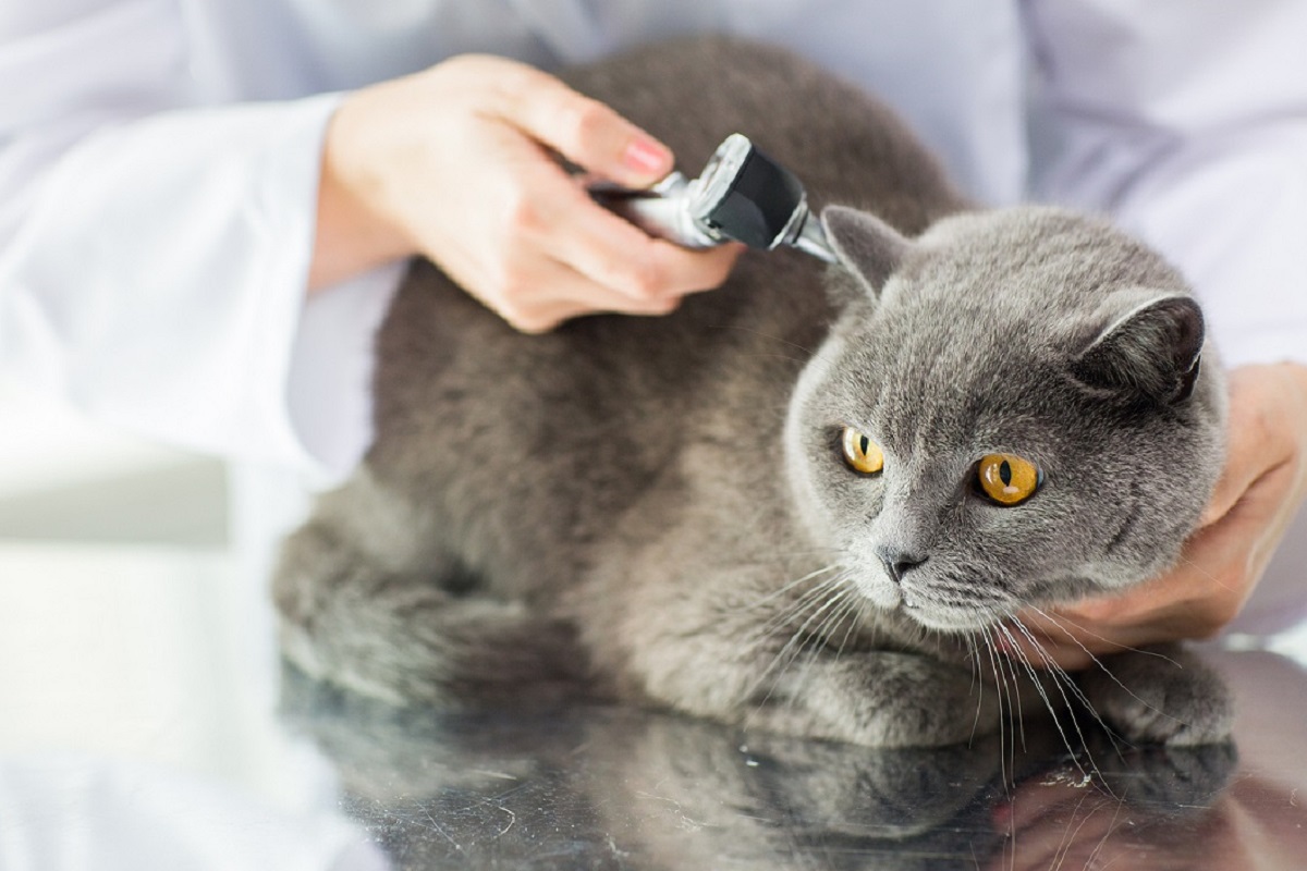 mal d'orecchio nel gatto