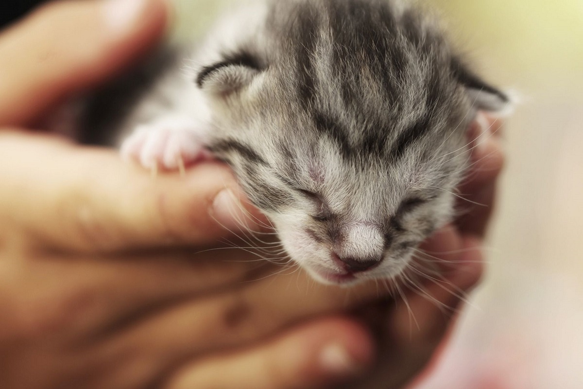 cucciolo di gatto molto piccolo