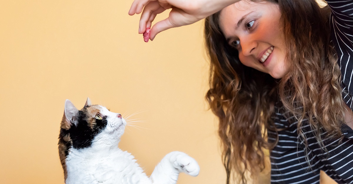 Come fare ridere un gatto e farlo divertire a più non posso?