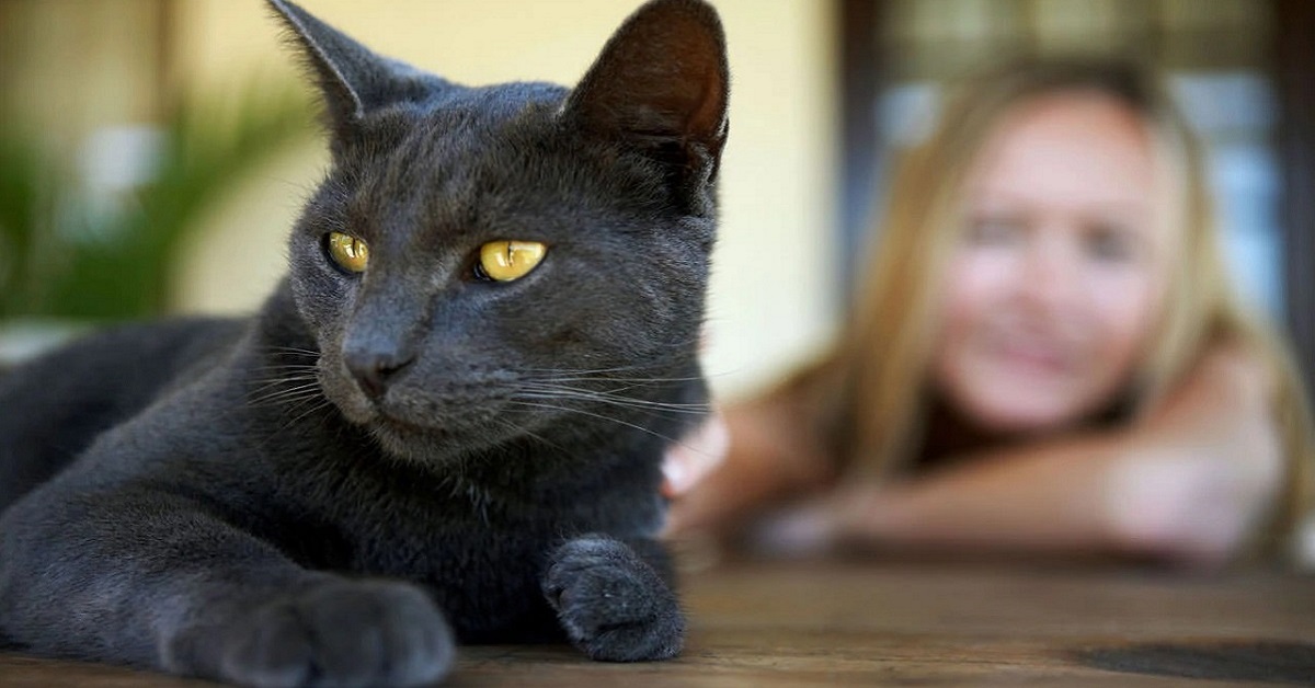 Connessione tra gatto e umano, come si sviluppa?