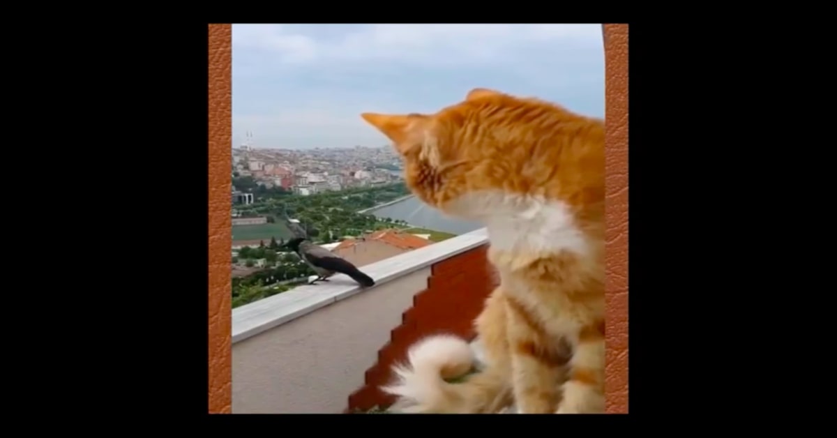 gattino parla con un corvo