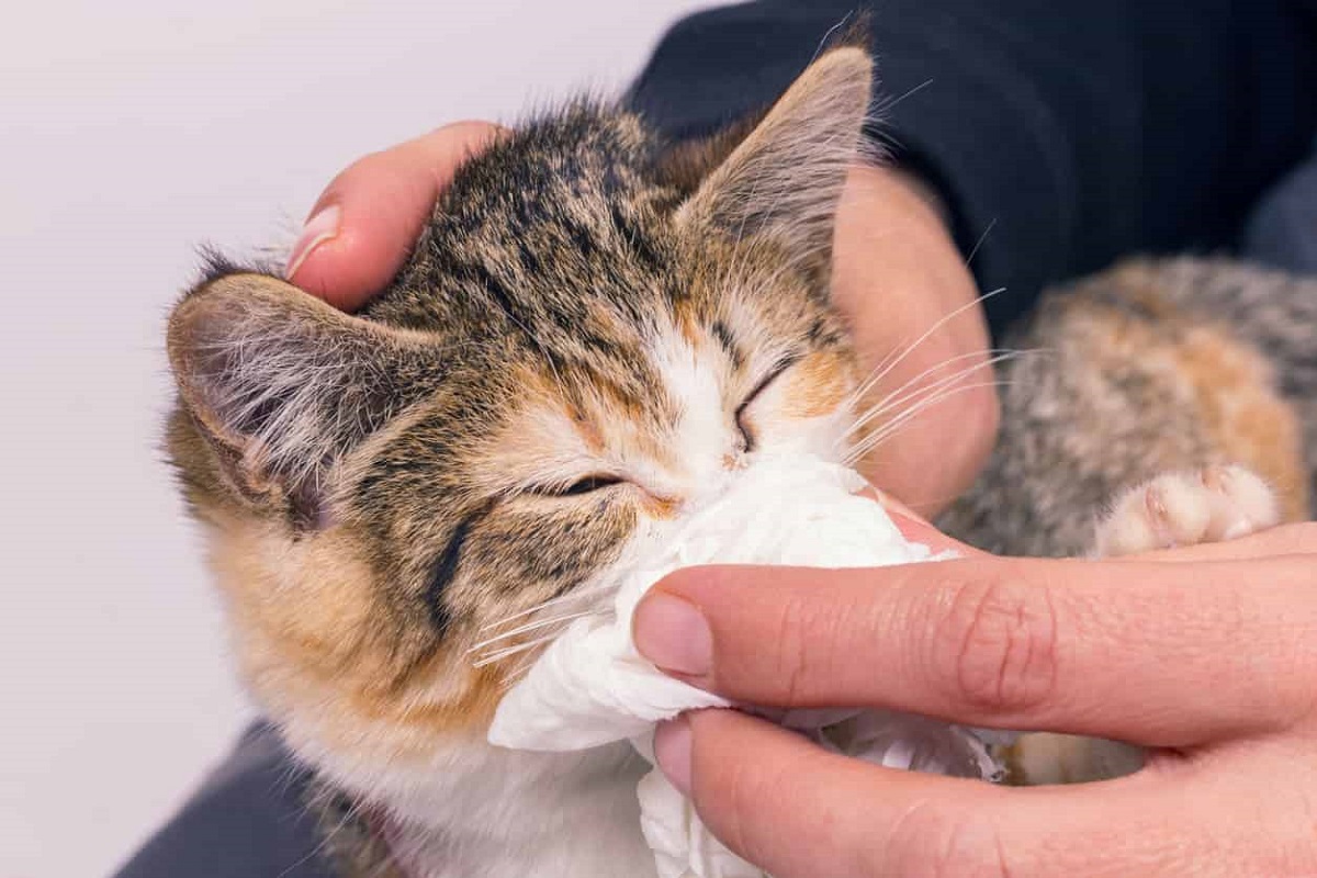 gattino con naso che cola