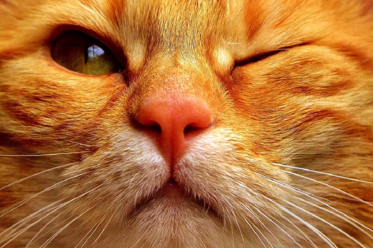gatto con occhio chiuso