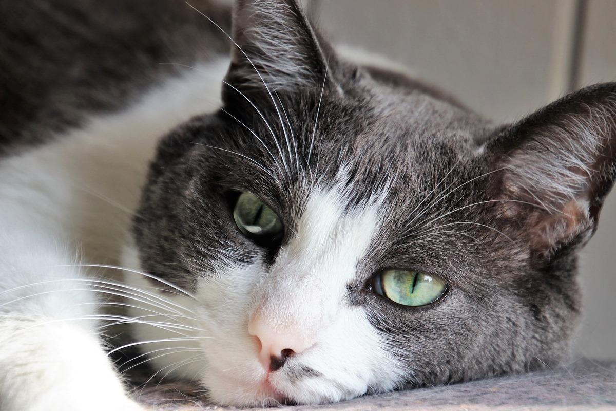 gatto disteso sul letto