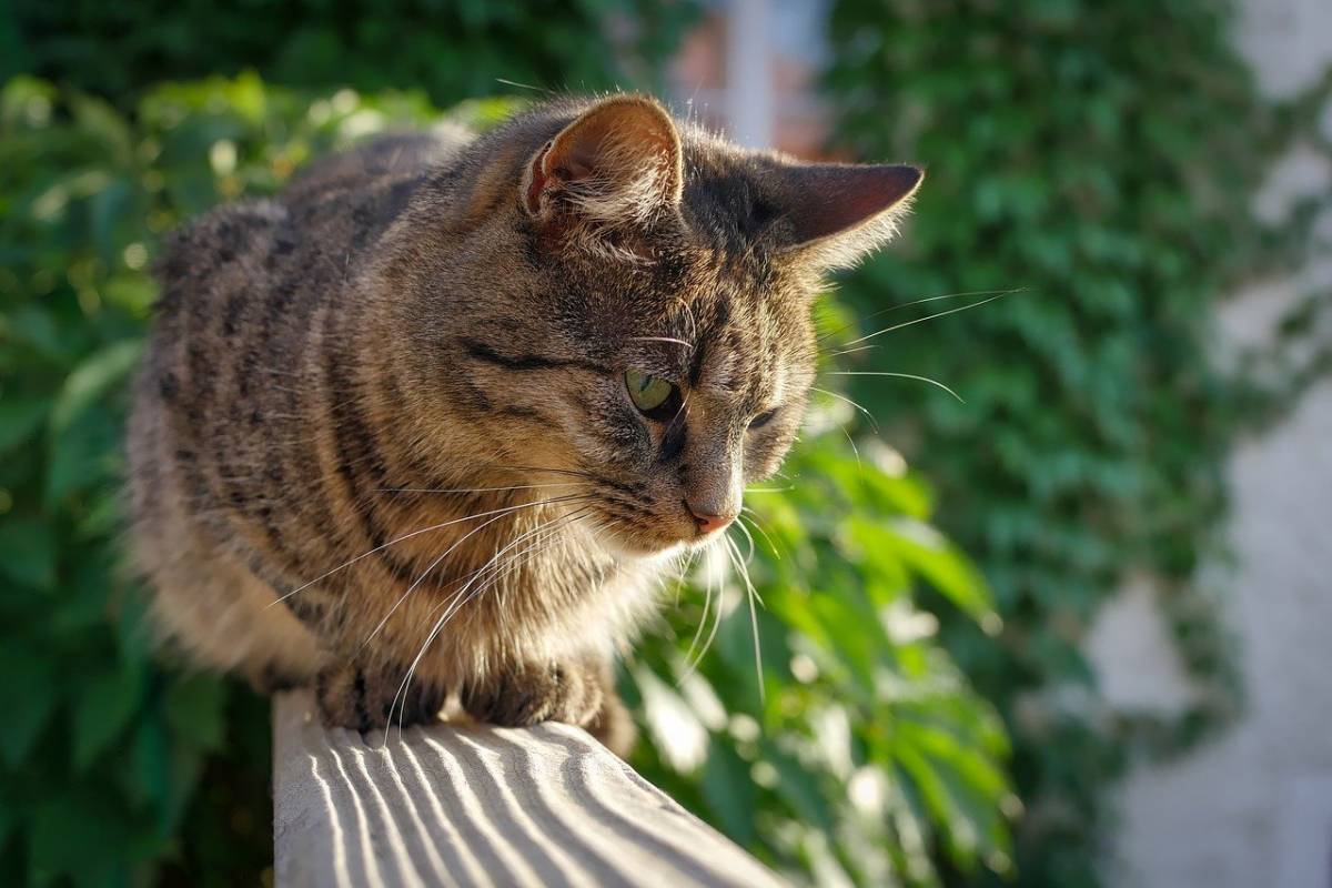 gatto sulla ringhiera del balcone