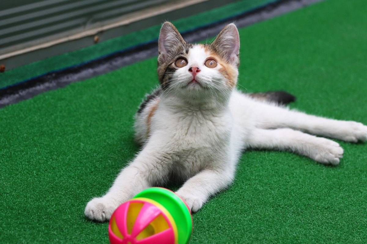 gattino che gioca con una palla