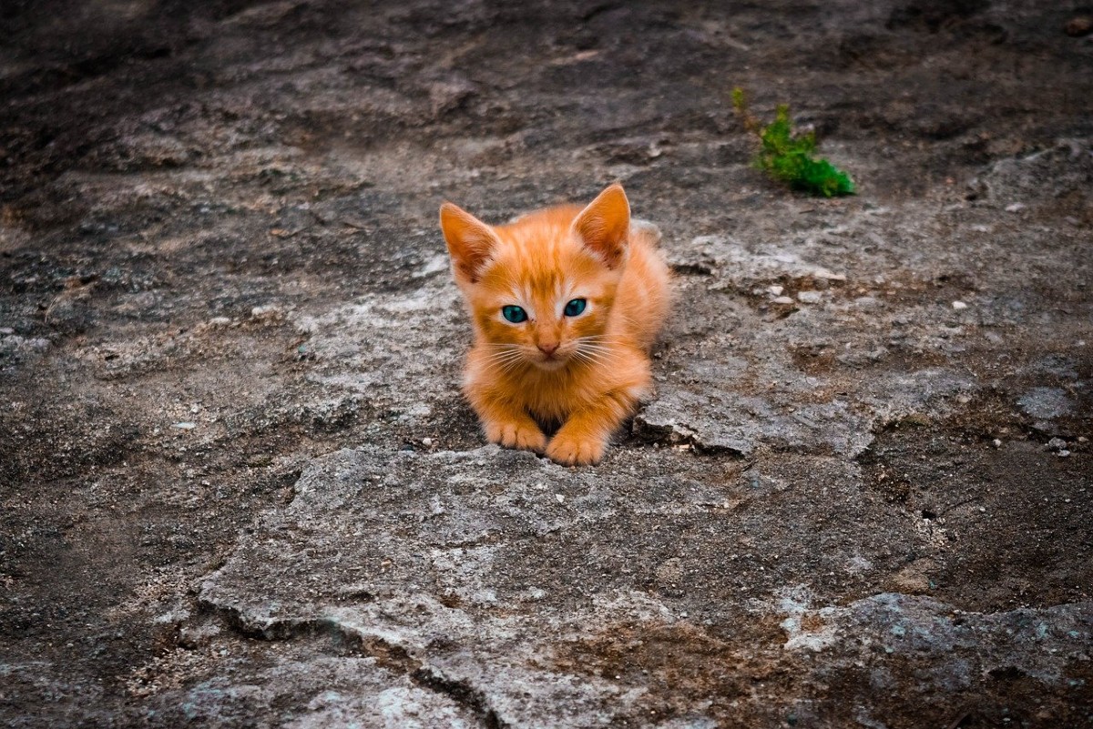 gattino per terra