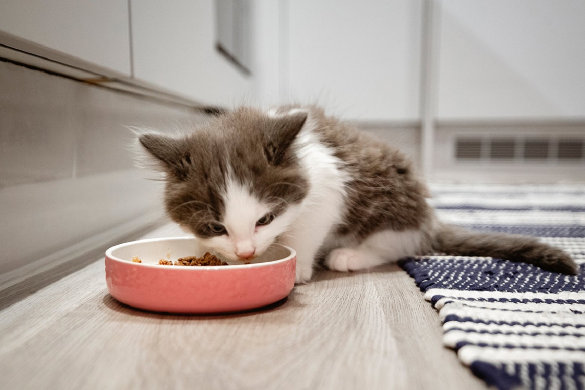 gattino mangia per terra