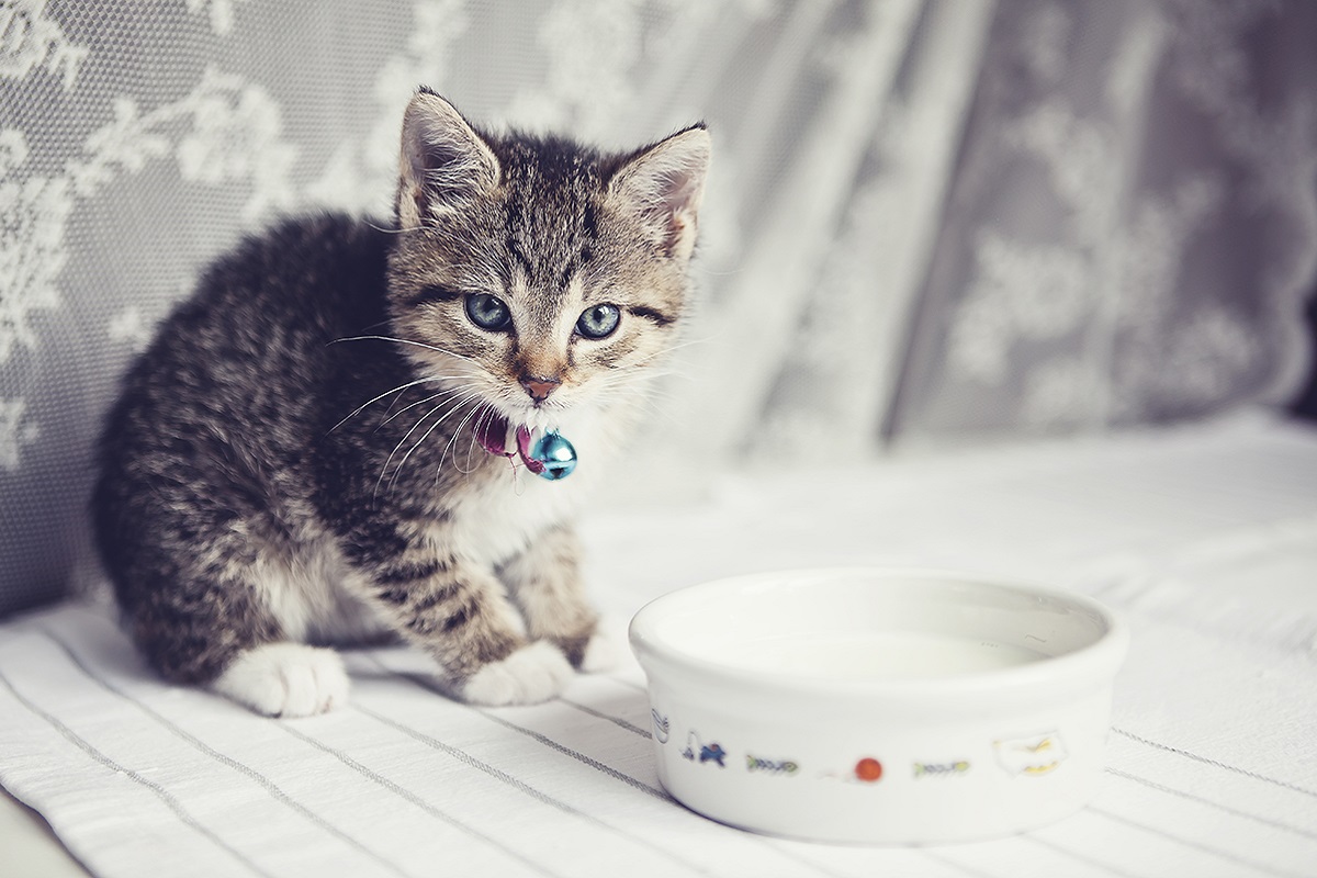 gatto tigrato con ciotola di latte