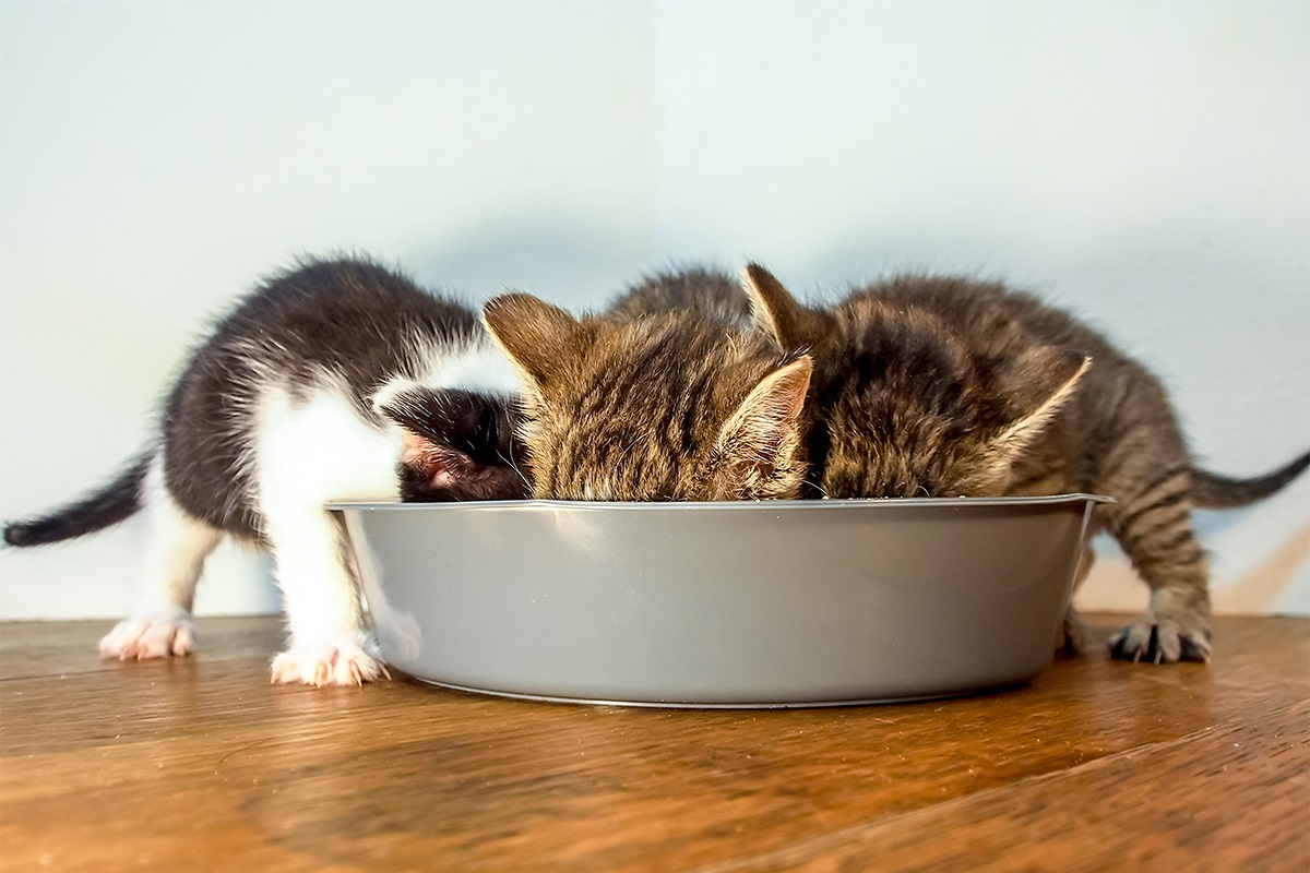 Cosa mangiano i gattini di 3 mesi?