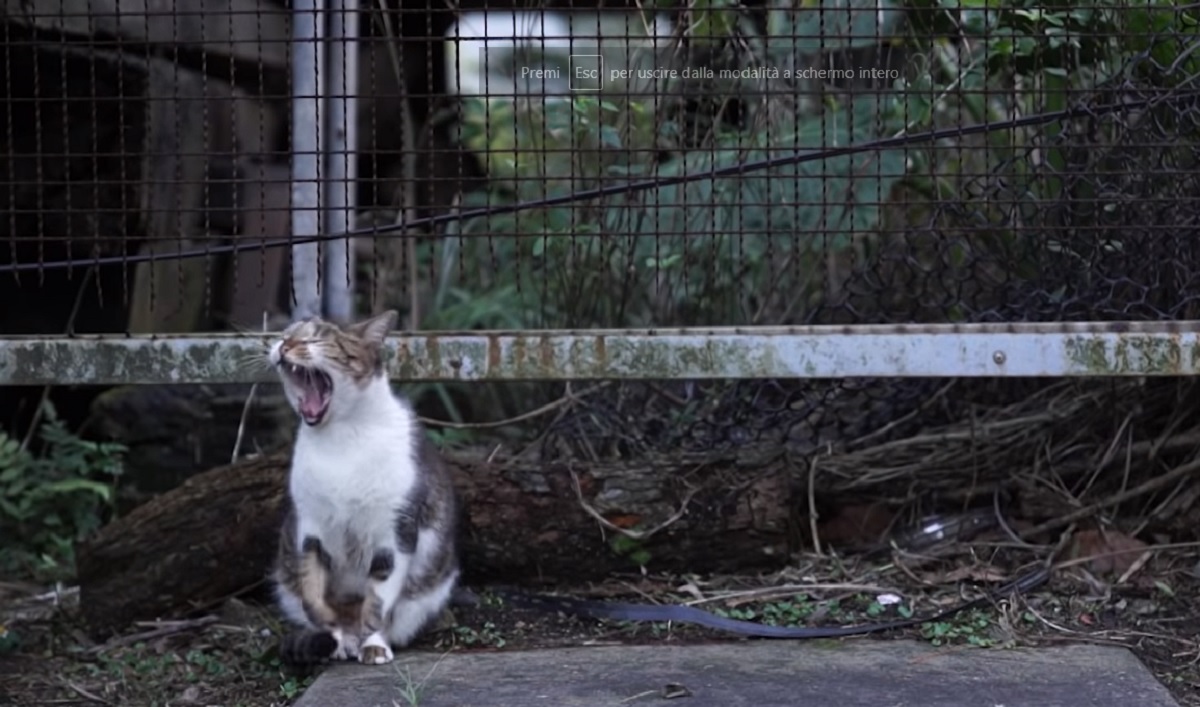 gattini popolazione vera del luogo