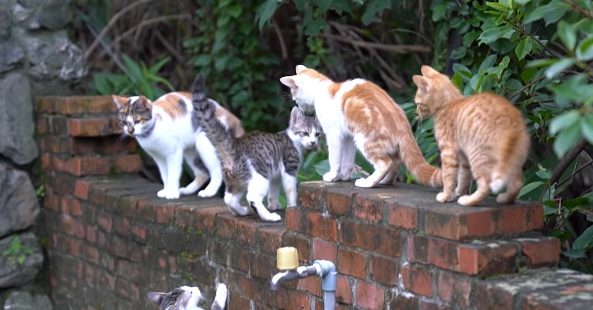 Dei gattini popolano un villaggio in Taiwan, il video della loro vita è eccezionale