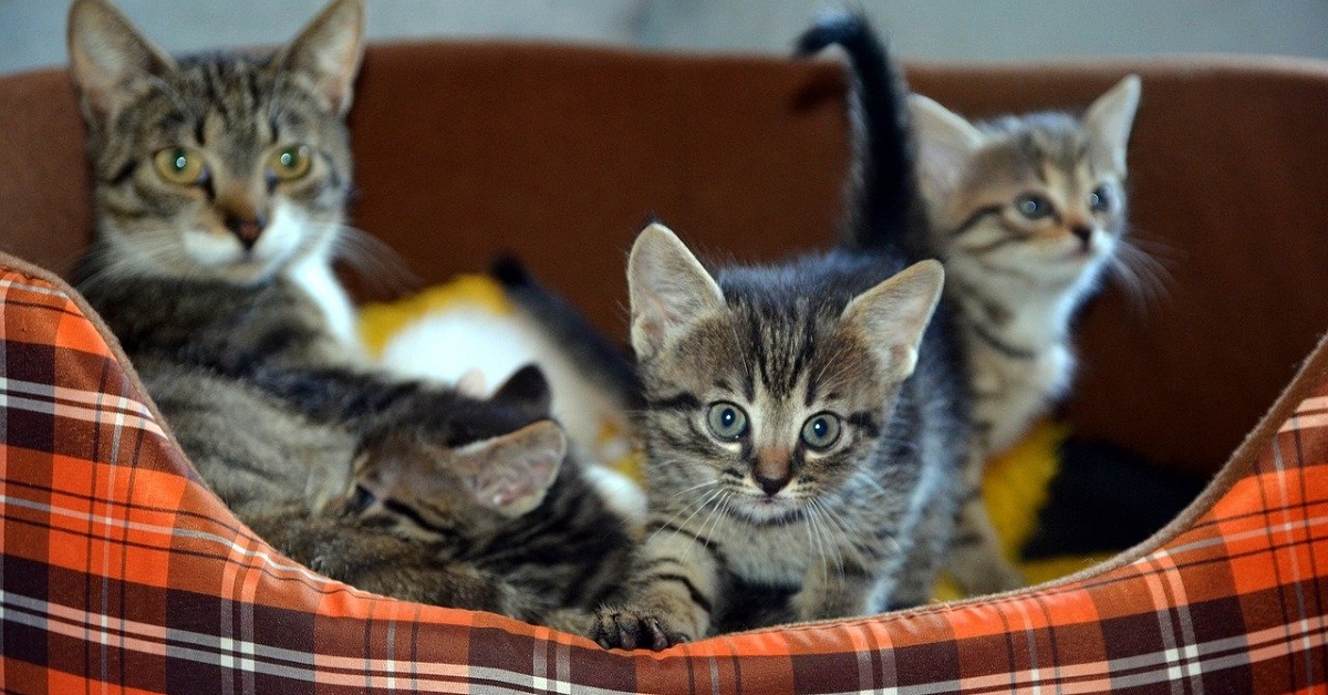 Dei piccoli gattini crescono assieme ad un cane molto speciale, la loro storia nel bellissimo video