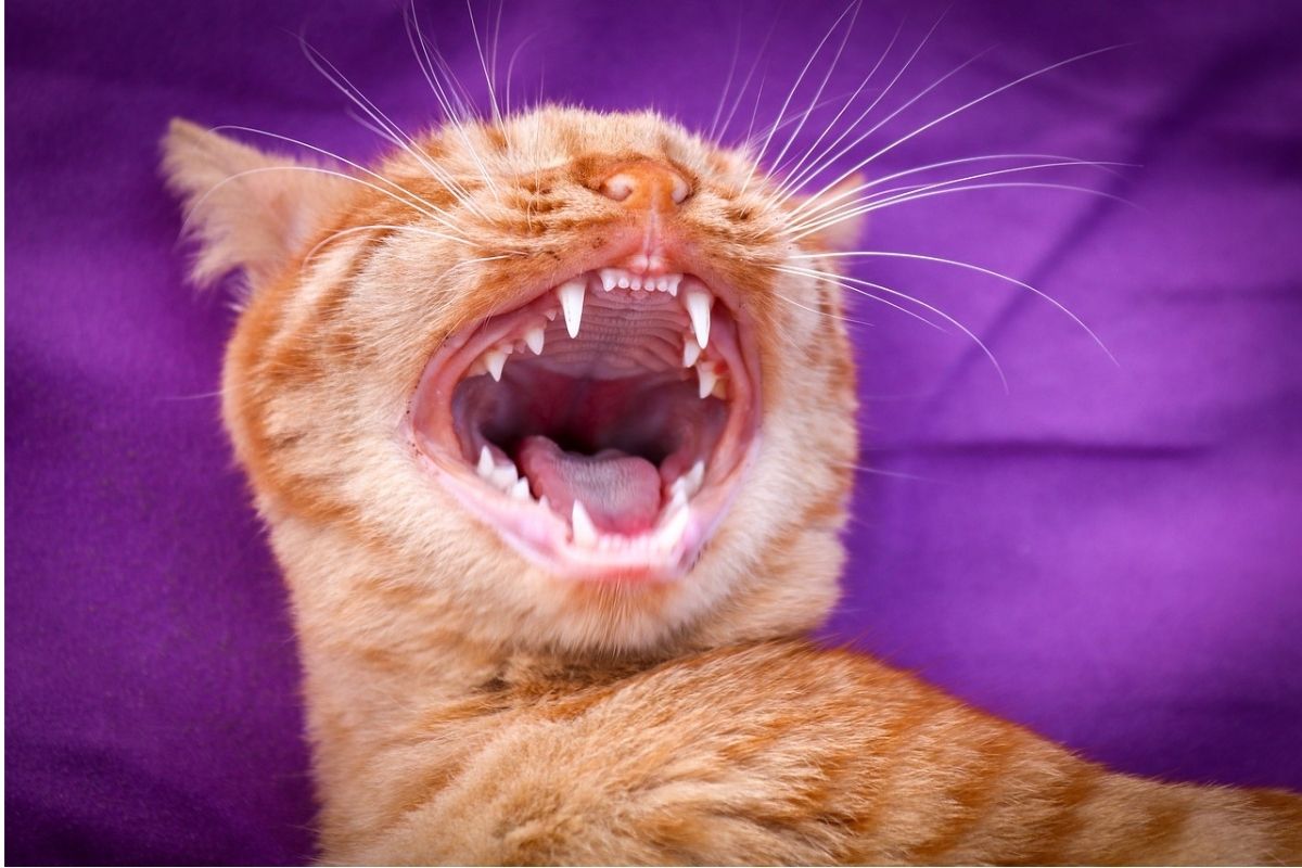 Denti scoloriti del gatto: cosa indicano?