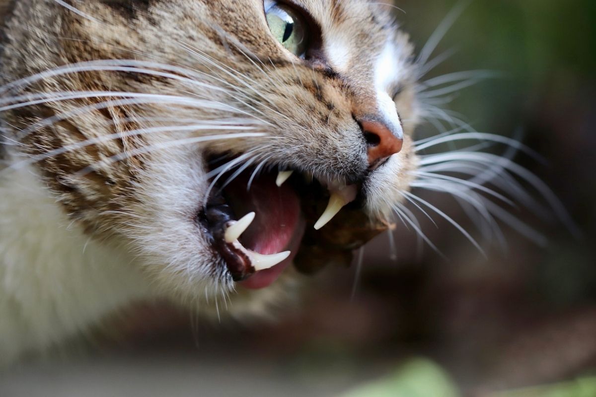 gatto mostra i denti con espressione minacciosa