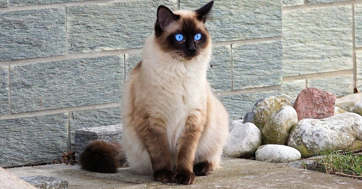 Dolce gattino siamese mostra a un maine coon chi è “il capo”: il video del loro incontro