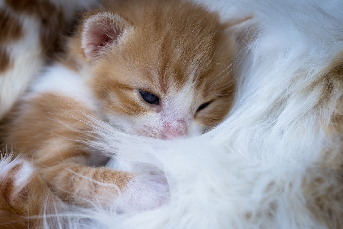 Dove tenere i gattini appena nati per farli stare bene?