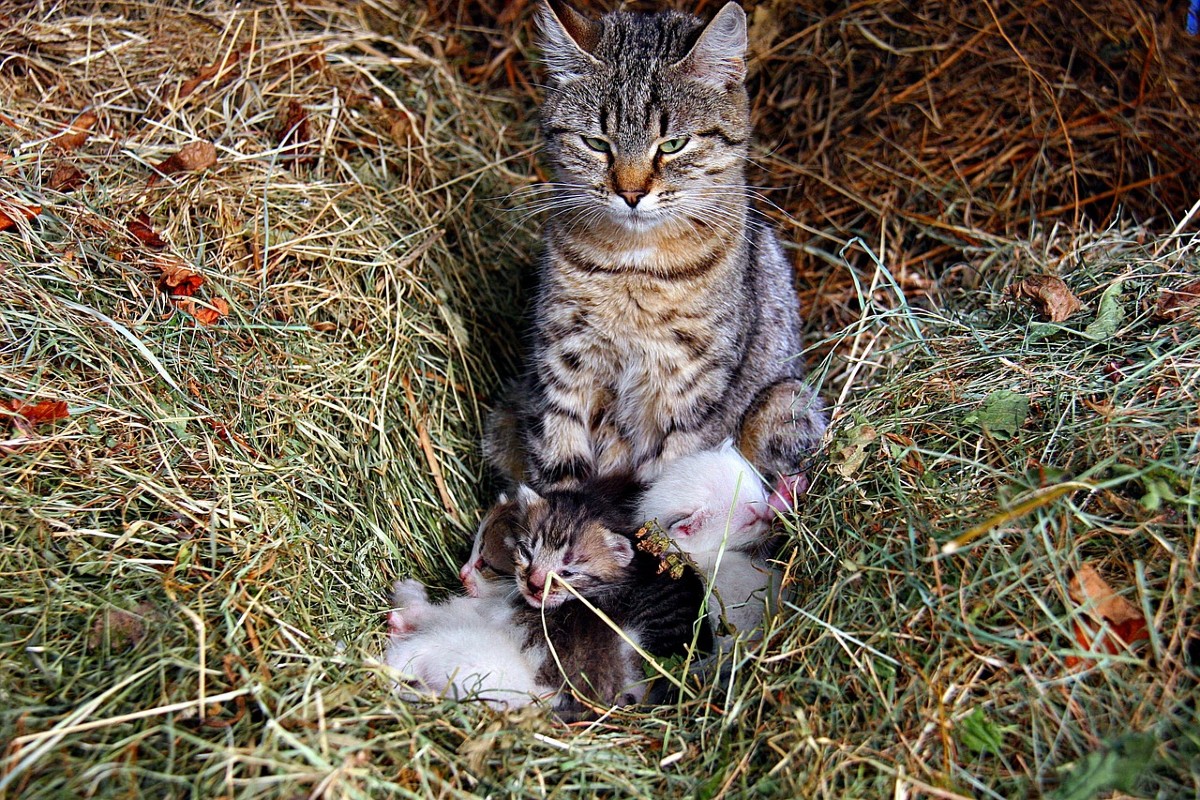 gattini e mamma gatta