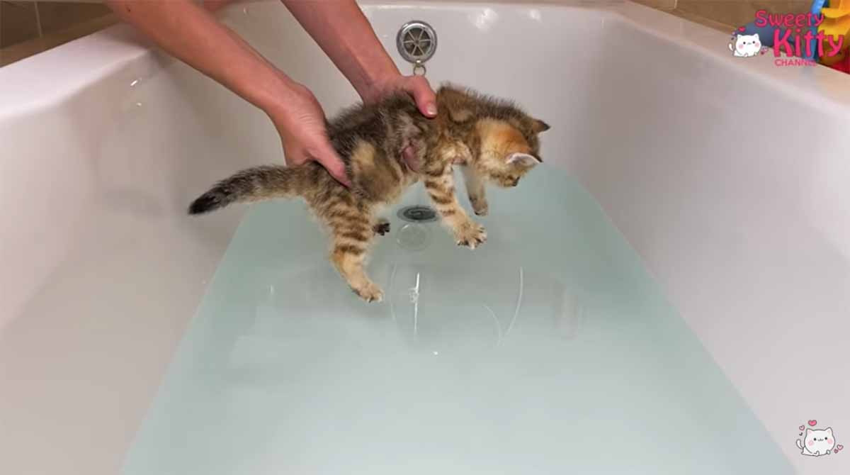 gattino e acqua