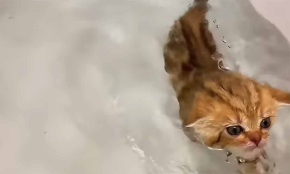 Due gattini fanno il bagnetto per la prima volta: il video è delizioso