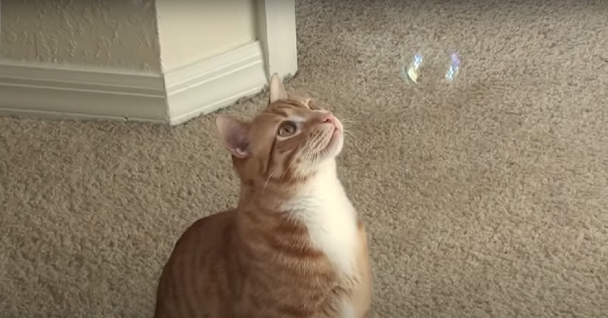 Due gattini si confrontano per la prima volta con le bolle di sapone, le loro reazioni in video sono uniche