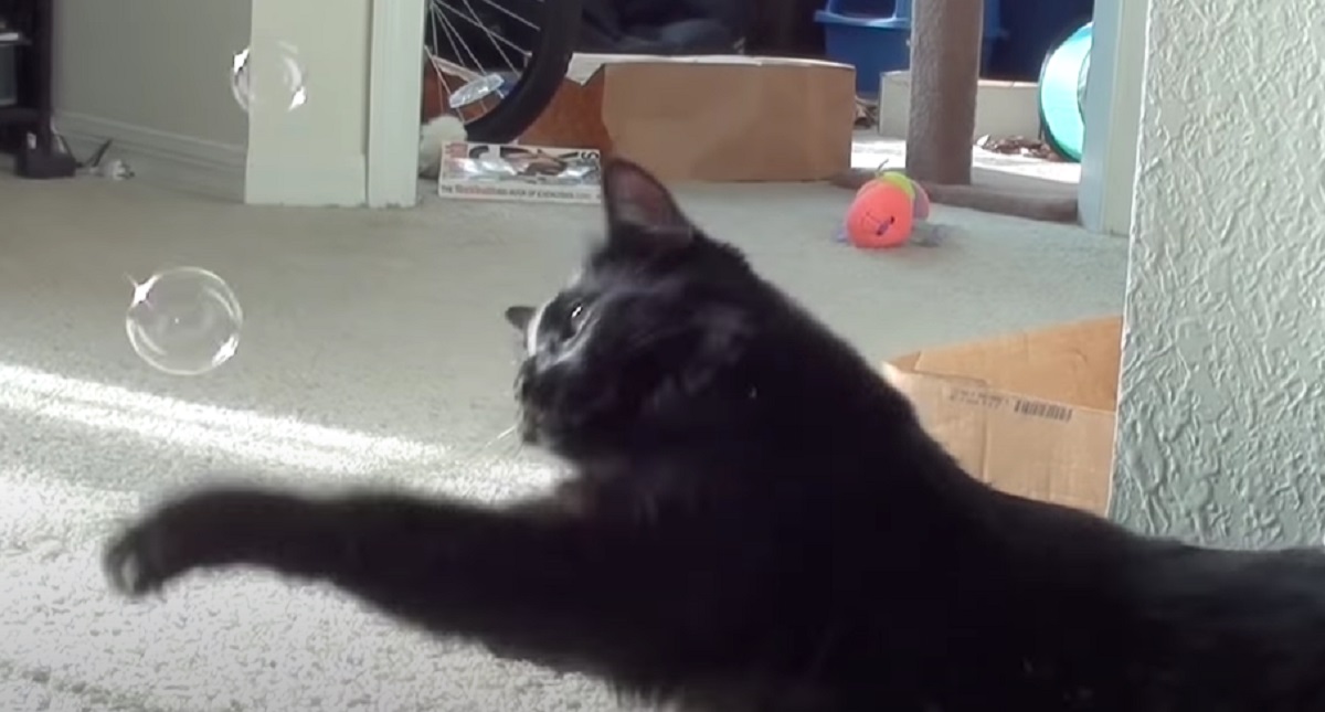 gatto prende bolla