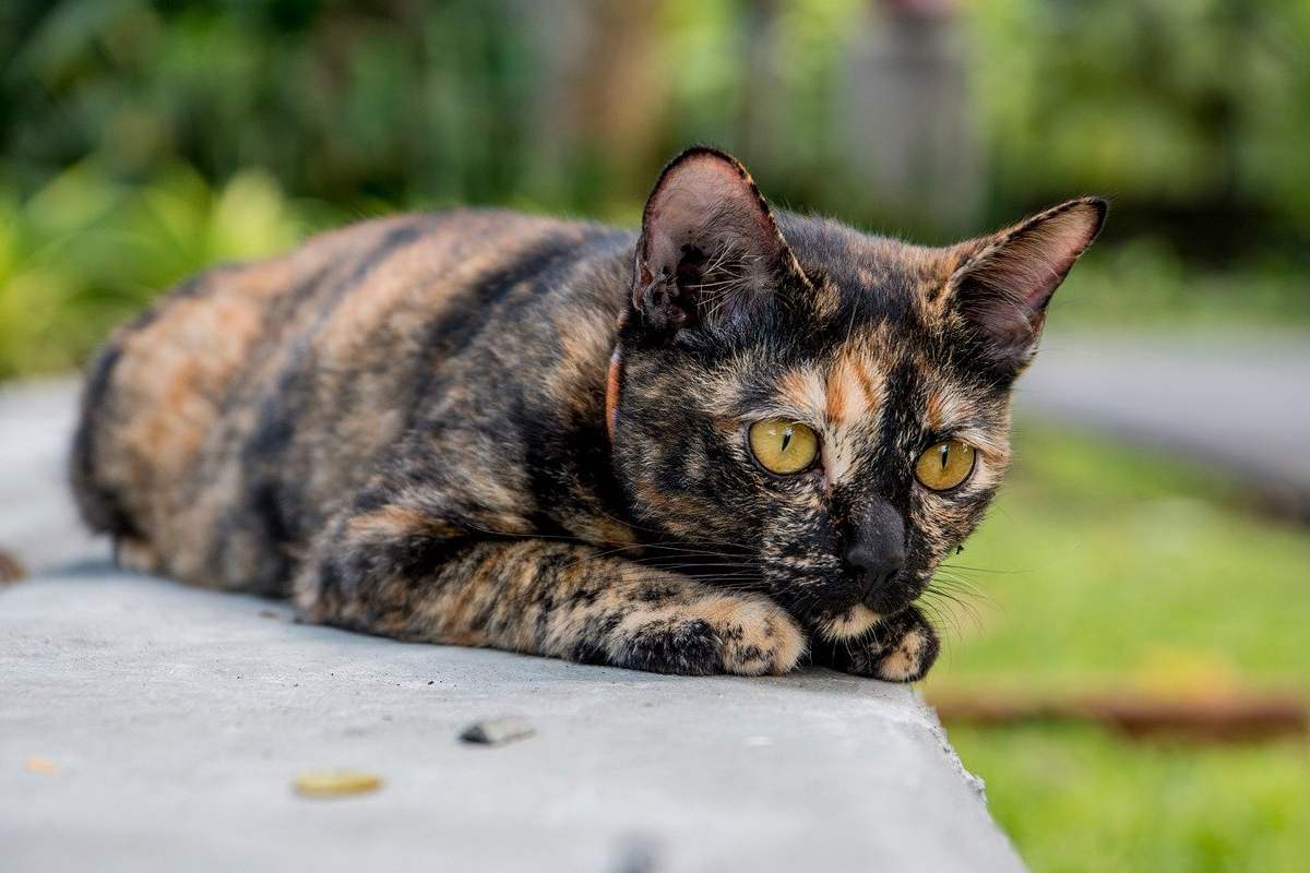 gatto con il mantello nero e marrone