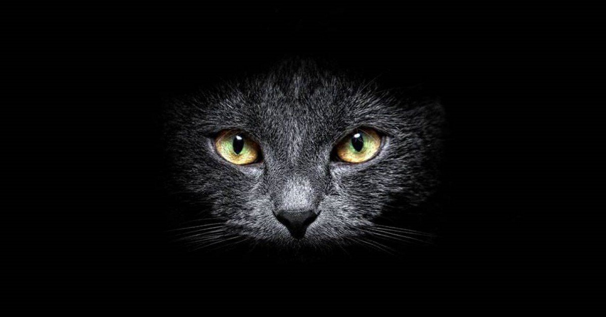I gatti ci proteggono? A Micio importa se stiamo bene o siamo al sicuro?