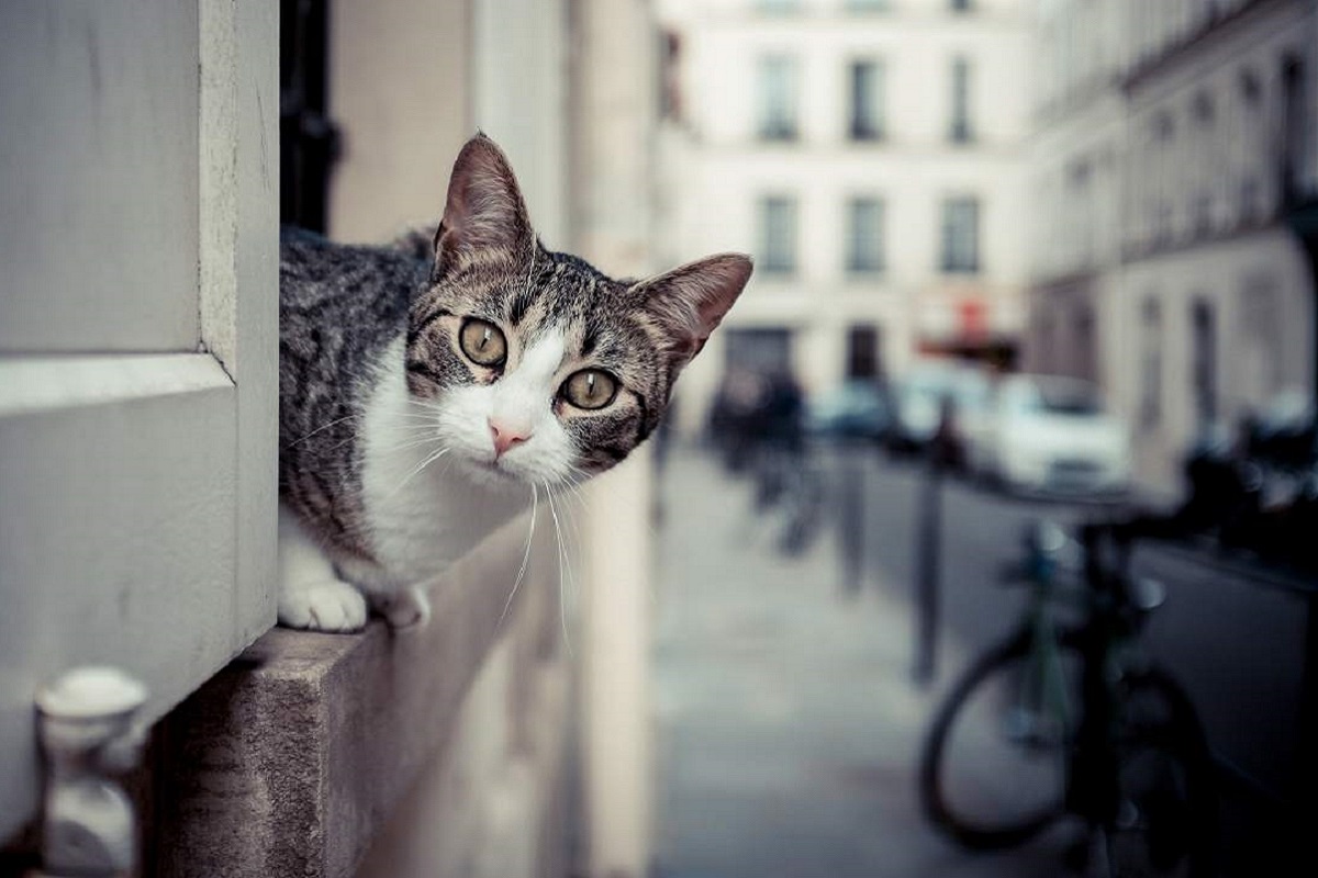 gatto alla finestra