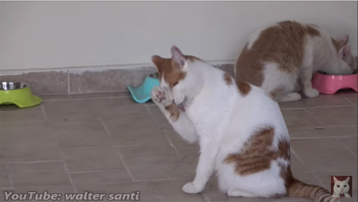 Gatti da giardino entrano in casa per la prima volta: il video è tenerissimo