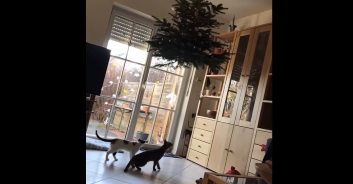 Due dispettosi gattini decidono di distruggere l’albero di natale appeso al soffitto (VIDEO)