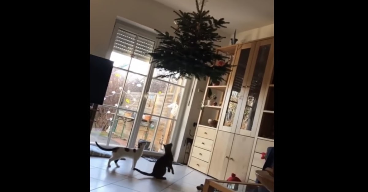 gatti sotto albero di natale appeso al soffitto