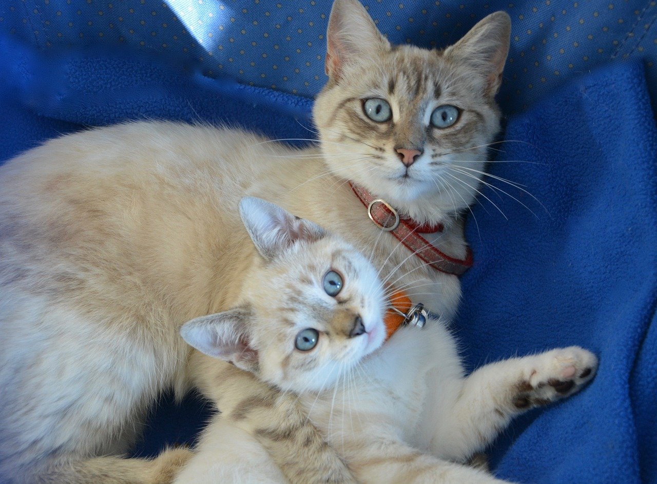 mamma gatto e cucciolo