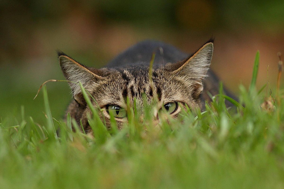 gatto che caccia