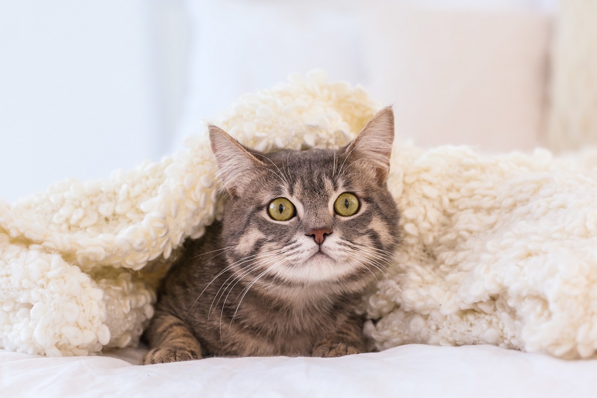 gatto sotto le coperte