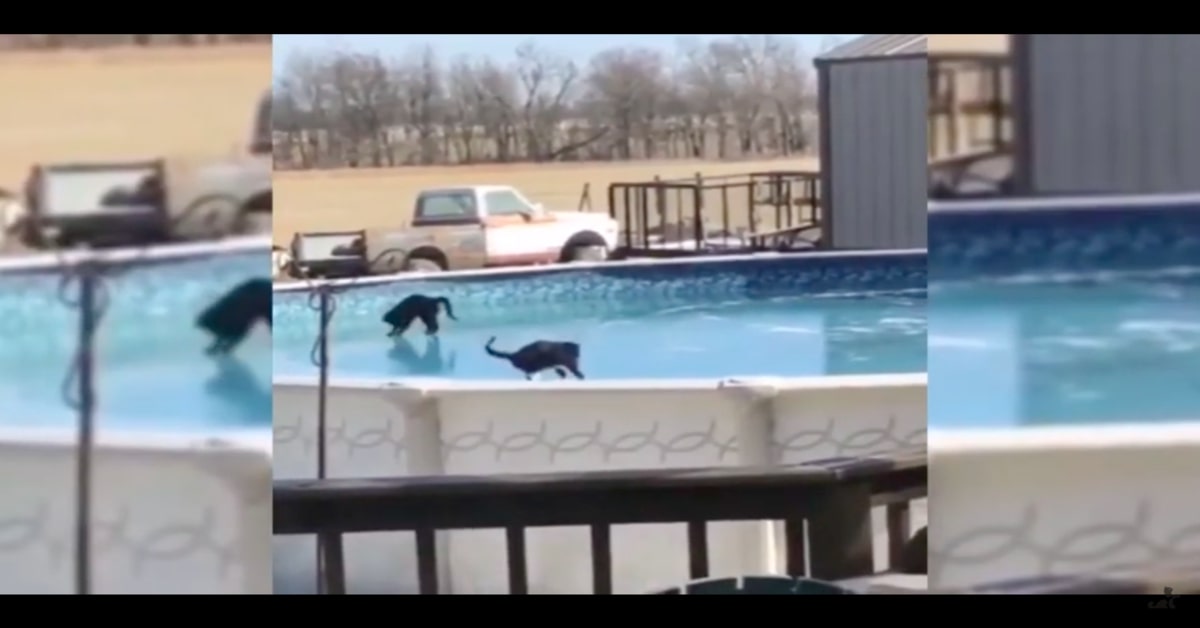 Due gattini camminano su una piscina ghiacciata (VIDEO)