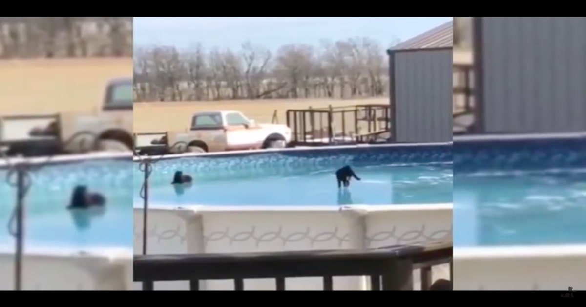 gatti spericolati camminano su piscina congelata
