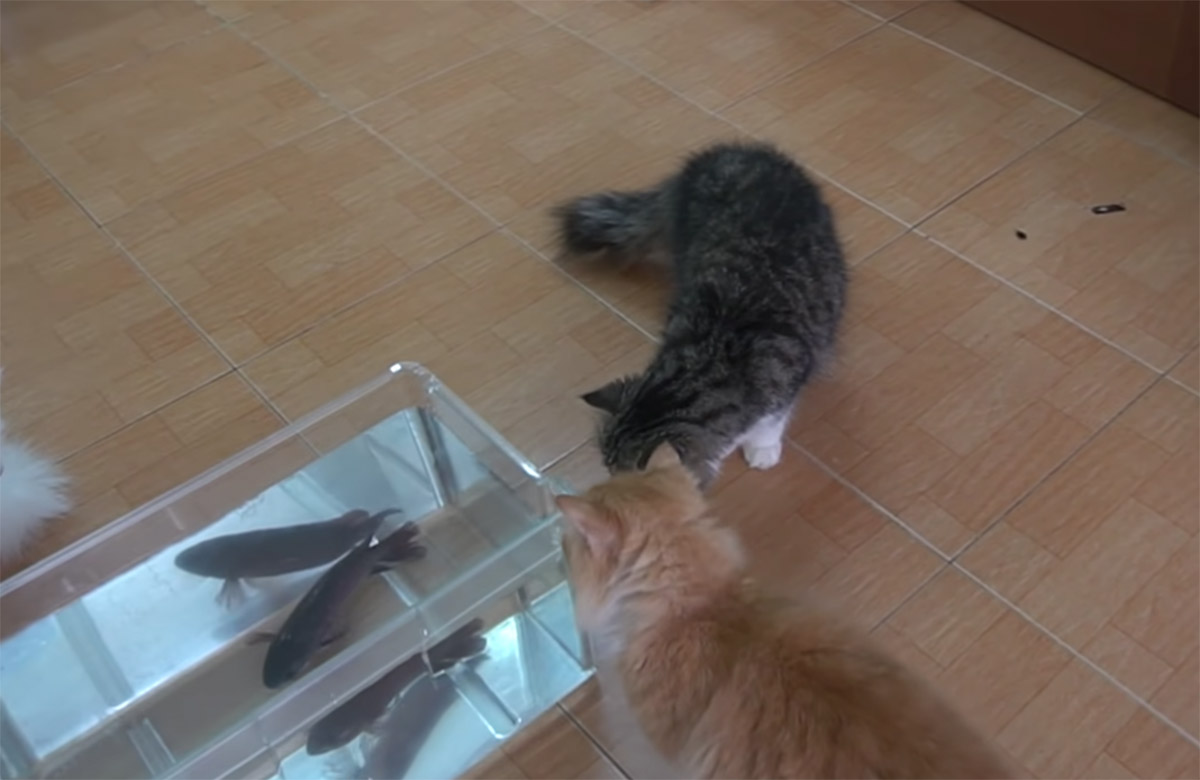 gatti che guardano un pesce